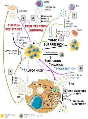 Autophagy-Mediated Exosomes as Immunomodulators of Natural Killer Cells in Pancreatic Cancer Microenvironment